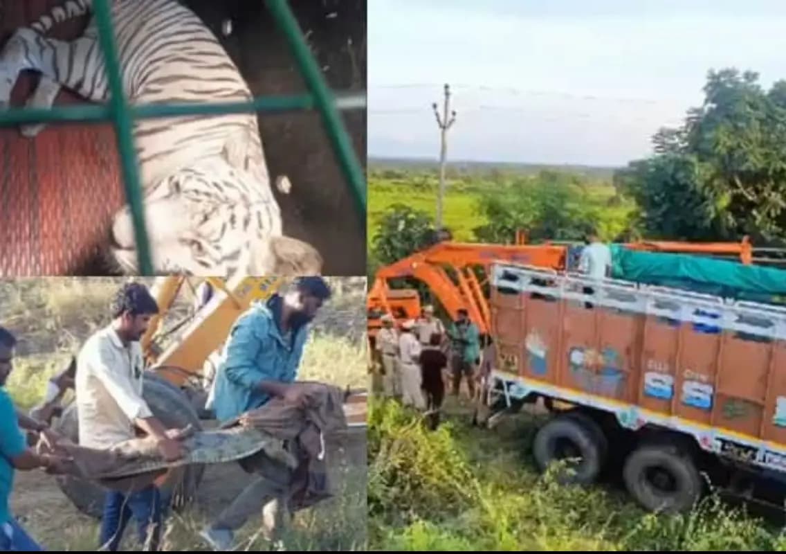 Crocodiles Escape into Residential Areas After Bannerghatta Zoo Lorry Overturns