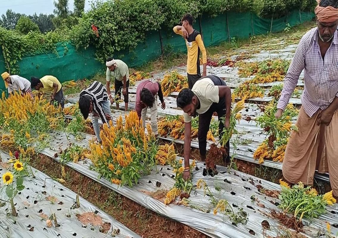 Devastating Rainfall Damages Flower Crops in Doddaballapur Taluk