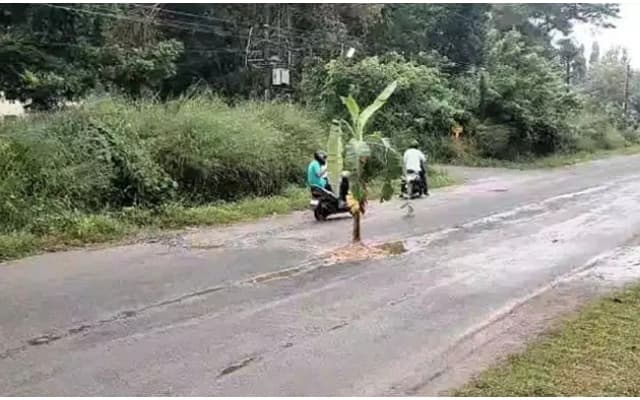 Locals Protest Poor Road Conditions by Planting Banana Trees on State Highway