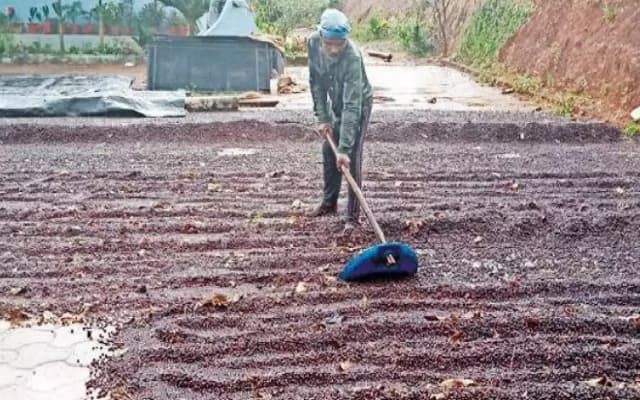 Chikkamagaluru Floriculture Sector Struggles After Recent Rains