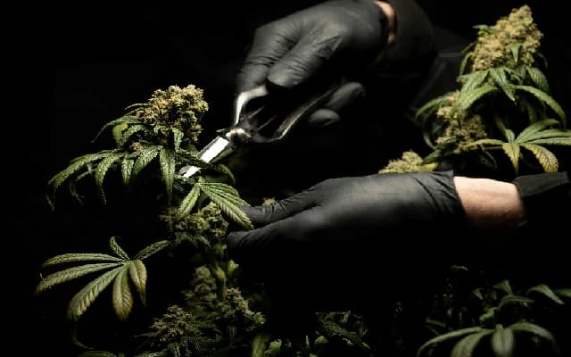 Students on Trip to Munnar Caught with Ganja and Hashish Oil