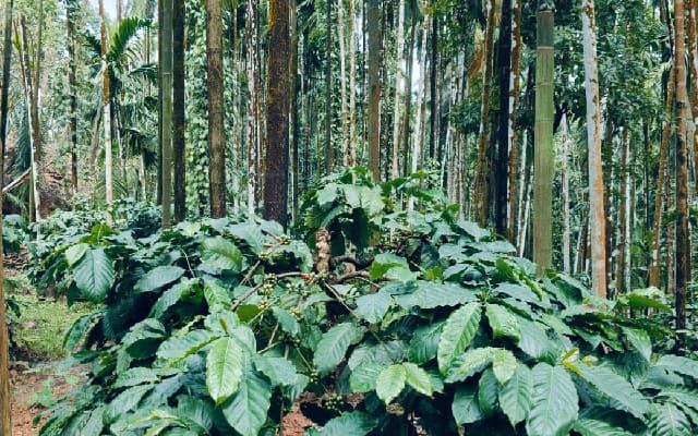 Coffee Cultivation in Dakshina Kannada Under Review