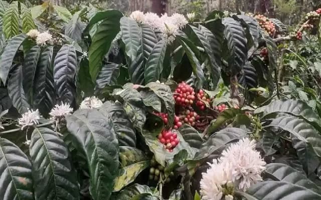 Chikkamagaluru MP Urges Banks to Halt Online Auctions for Distressed Coffee Planters