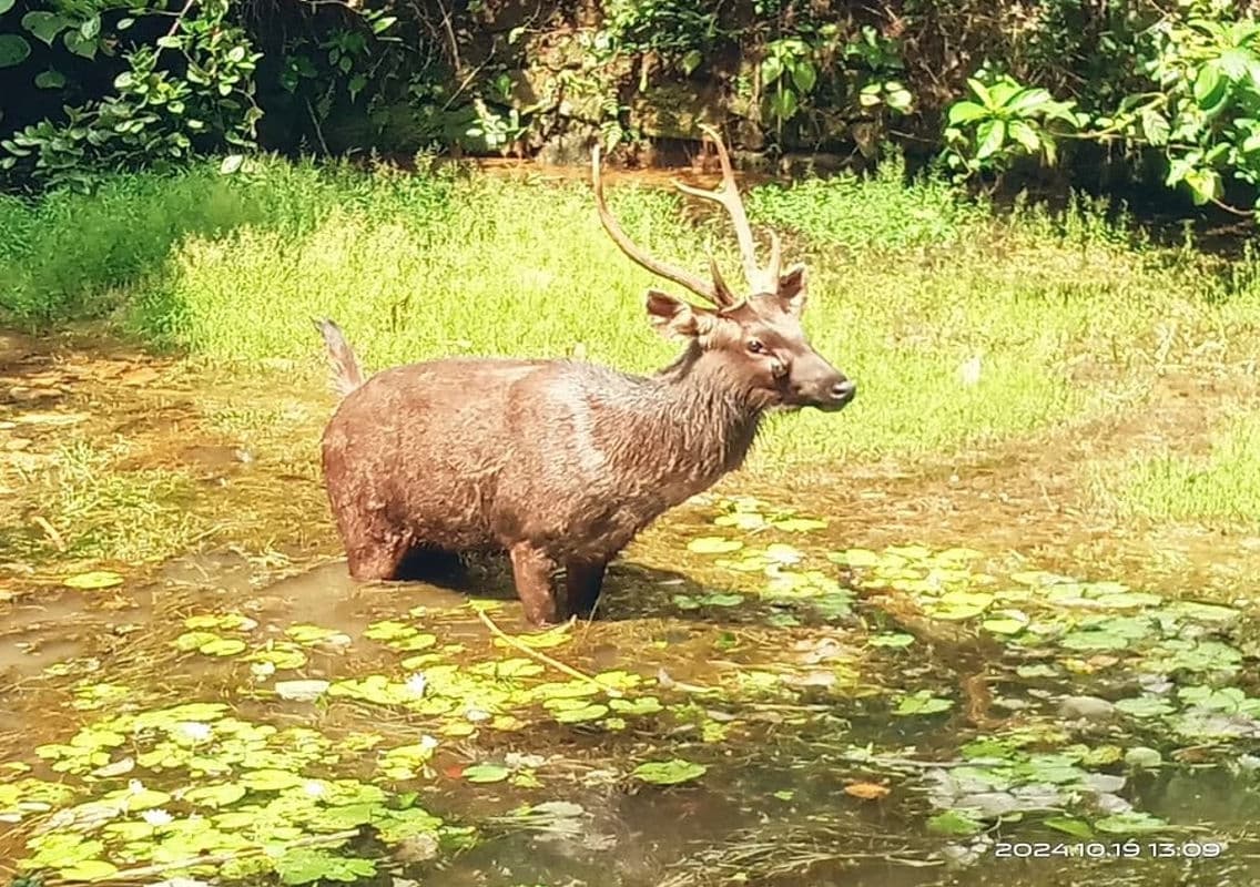 Wounded Gaur Dies Following Vehicle Collision