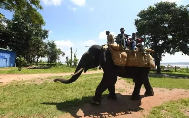 Elephant Rides at Shivamogga’s Sakrebailu Camp Spark Outrage Among Wildlife Activists