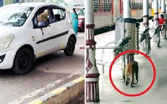 Troublesome Monkey Strikes Again at Mysuru Railway Station