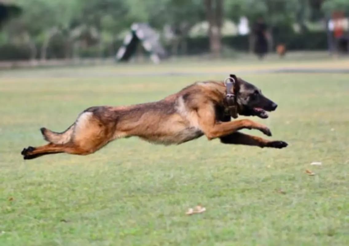 Brave army dog Phantom sacrifices life in anti-terror operation in J&K