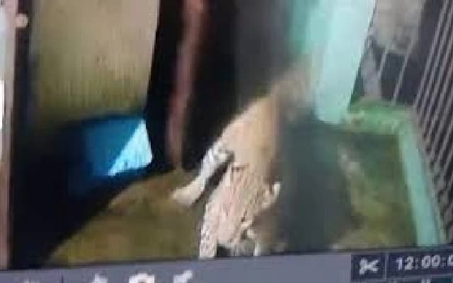 CCTV Footage Captures Dogs Chasing Suspected Leopard, Locals on Alert