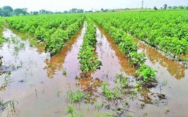 October Rains Cause Significant Damage to Horticulture and Agriculture in Karnataka
