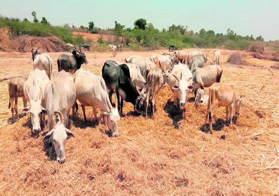Preparations Underway for 21st National Livestock Census