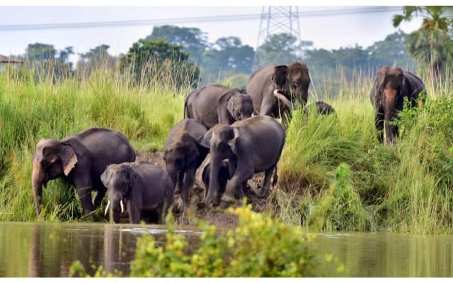 Elephant Raids in Shivamogga Disrupt Farmers’ Lives
