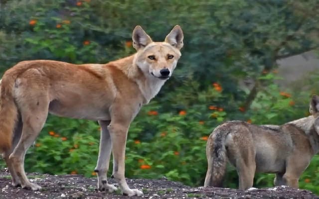 Discovery of Wolf-Dog Hybrids in Karnataka Raises Conservation Concerns