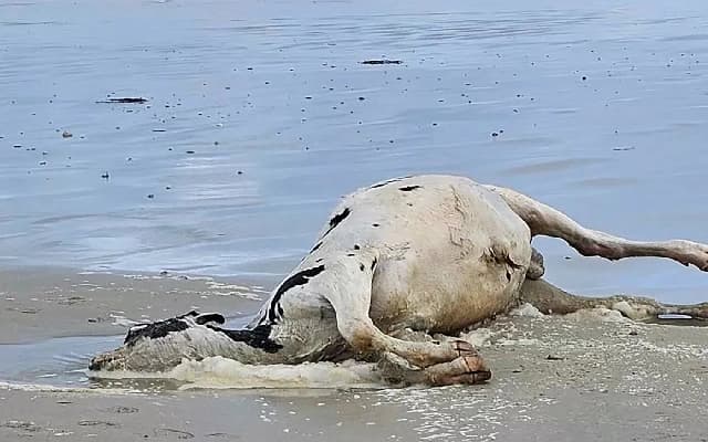 Carcasses of Three Animals Found on Gangolli Beach Amid Cow Slaughter Suspicions