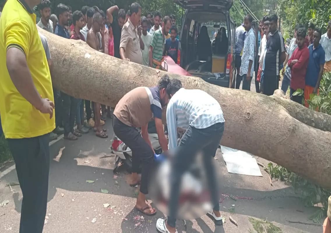 Mangaluru: Tree collapse kills bike rider in tragic accident