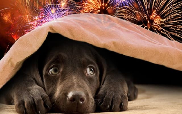 Surge in Lost Pets Post-Diwali in Kerala