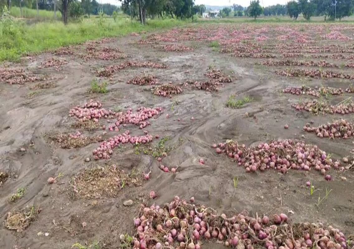 Onion Prices Plummet, Compounding Farmers’ Struggles After Flood Damage