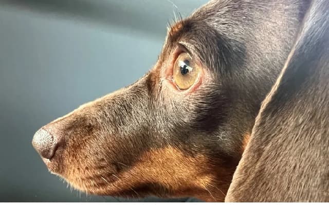 Outrage After Man Fatally Stabs Dog in Hyderabad