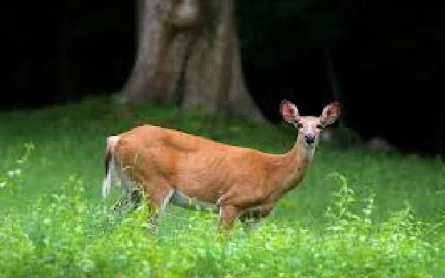 Man Arrested for Illegal Deer Meat Transportation in Siddapura Wildlife Zone