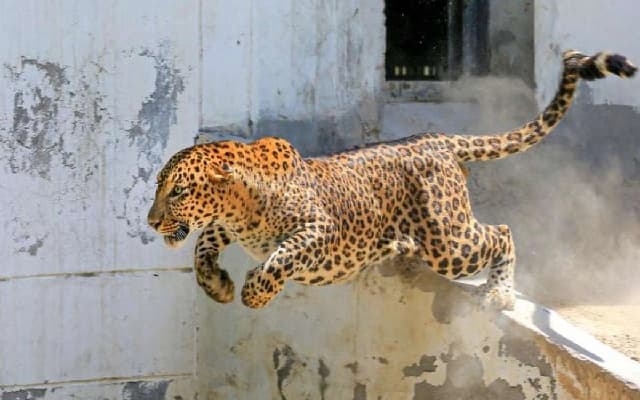 Leopard Attack in Elathur Leaves Villagers in Fear, Calls for Capture Rise