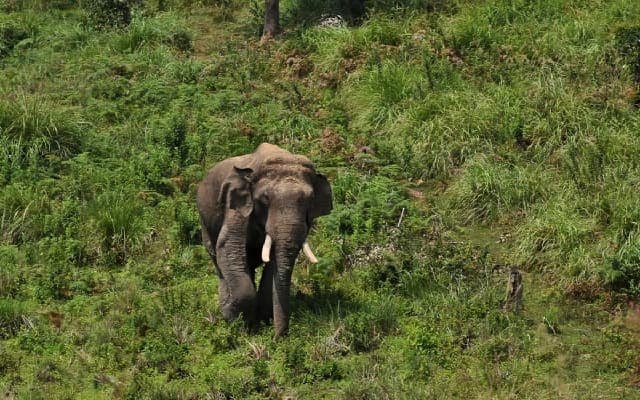 Farmers Protest Against Elephant Raids in Shivamogga, Urge Immediate Action