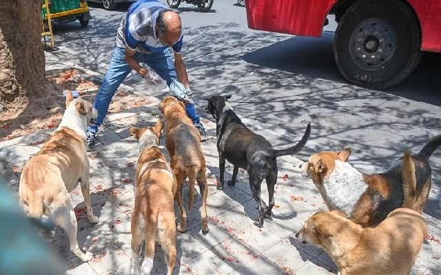BBMP Resumes Animal Birth Control Program for Community Dogs in RR Nagar Zone