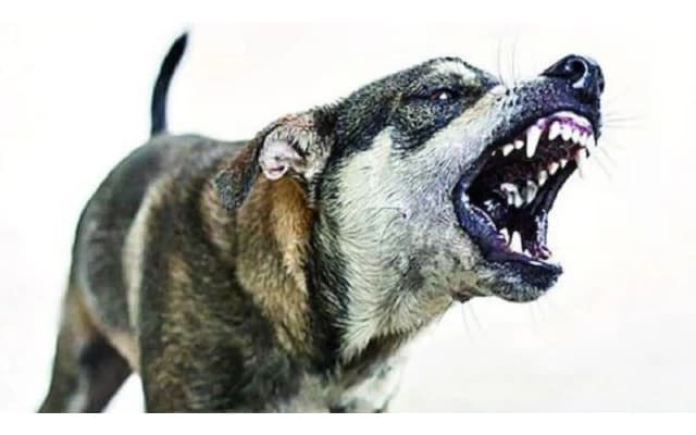 Stray Dog Attack Leaves Young Boy Critically Injured