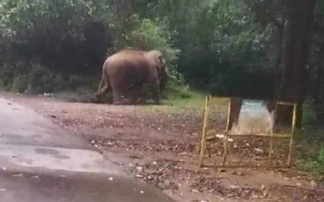 Elephant Spotted on NH 166 Causes Brief Panic Among Travelers