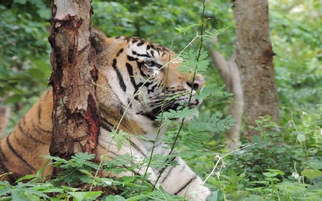 Shivamogga Zoo Introduces Virtual Reality Safari for Immersive Wildlife Encounters