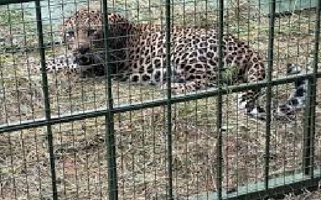 Forest Department Sets Cage to Capture Leopard Near Kinnigoli After Recent Attack