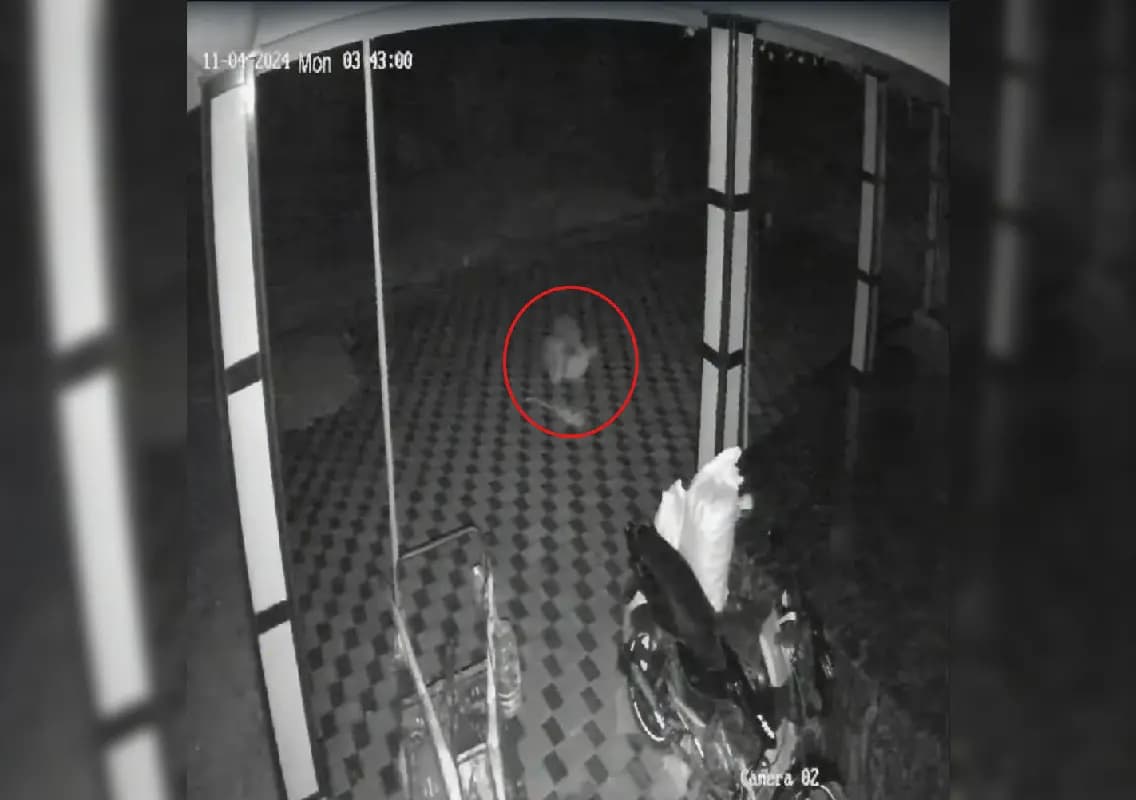 Leopard snatches sleeping dog from courtyard in Udupi, captured on CCTV