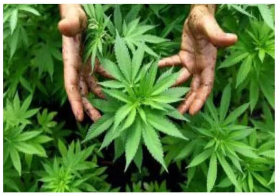 Couple Arrested for Growing Decorative Cannabis at Home, Released on Bail