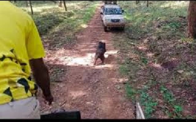 Wild Bear Rescued Near Shivamogga, Experts Urge Caution