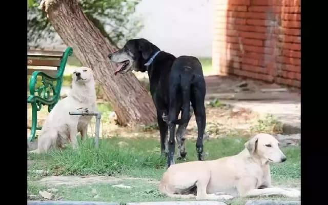 Hubballi Dharwad Get Cremation Units for Deceased Pets