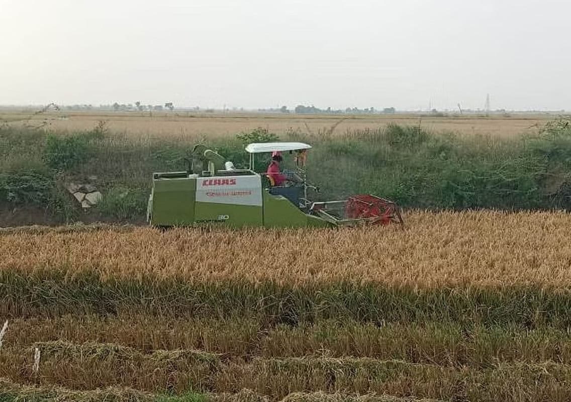 Farmers Struggle to Harvest Paddy Amid Rising Equipment Costs and Falling Prices