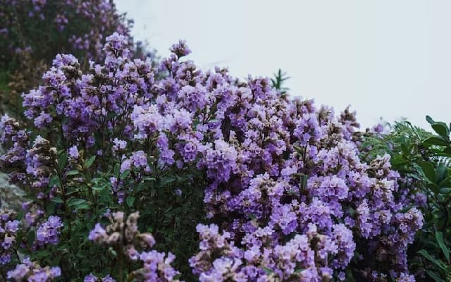 Rare Strobilanthes Species Blooms Again, Urging Conservation Efforts