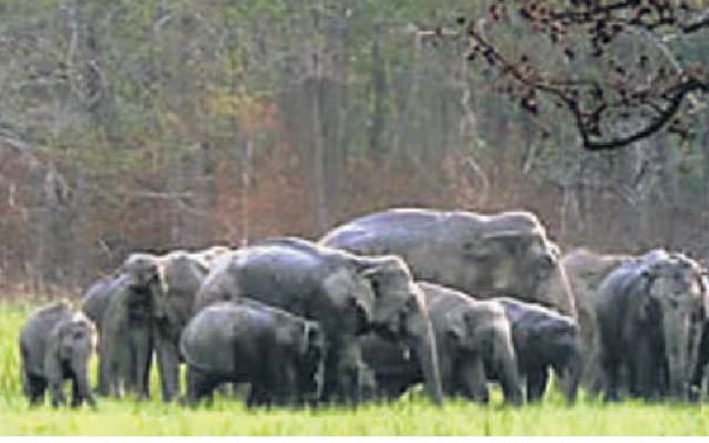Chikkamagaluru District Imposes Restrictions Due to Wild Elephant Herd Near Residential Areas