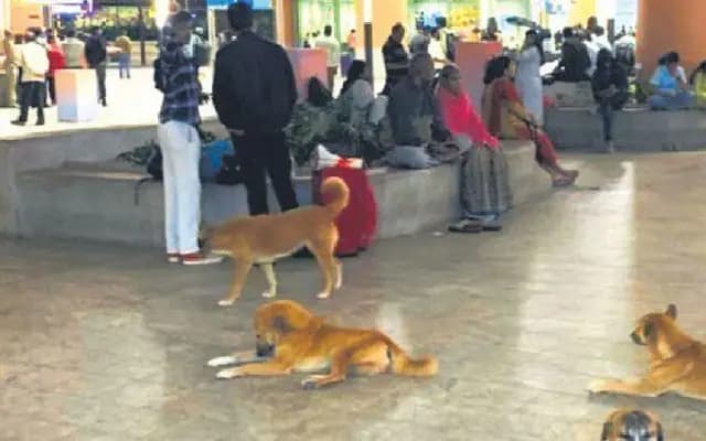 Stray Dogs Spotted at Bangalore Airport Spark Safety Concerns