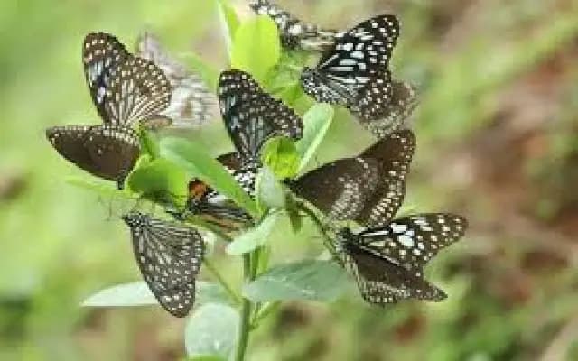 New Butterfly Park in Pilikula to Educate Visitors About Local Wildlife