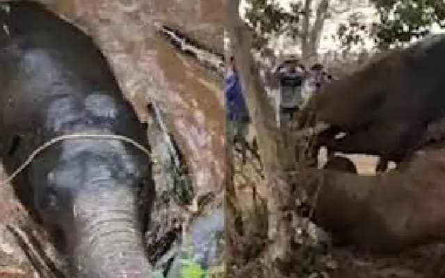 Elephants return to coffee plantations in Virajpet, hindering forest drive
