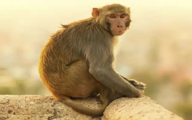 “Monkey Menace in Bengaluru: Primates Wreak Havoc in Gated Communities”