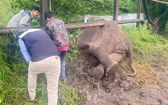 Swift Action Saves Elephant Trapped in Barricade