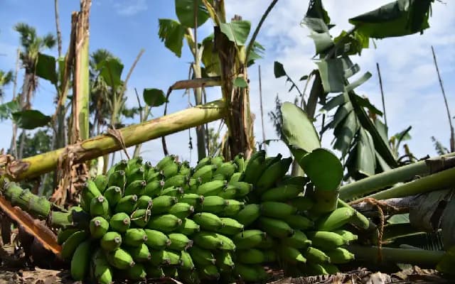 Banana Prices Plummet, Leaving Farmers in Distress