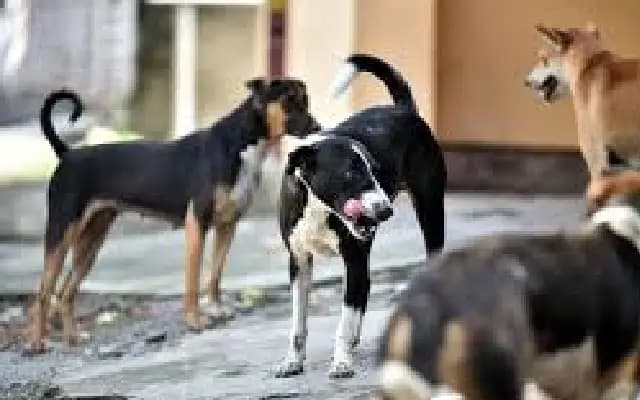Rising Stray Dog Attacks in Davanagere Raise Concerns Over Public Safety