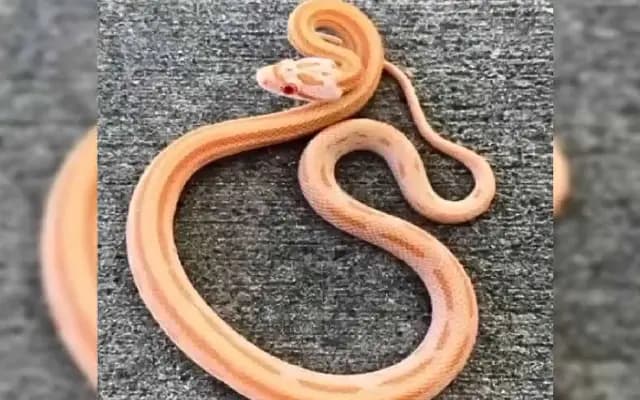 Panic at Hyderabad Airport as Snakes Seized from Travelers
