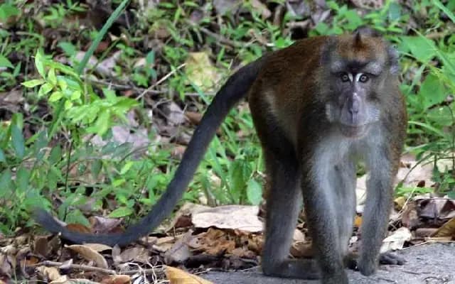 Farmer Innovates Solar-Powered Solution to Tackle Monkey Menace