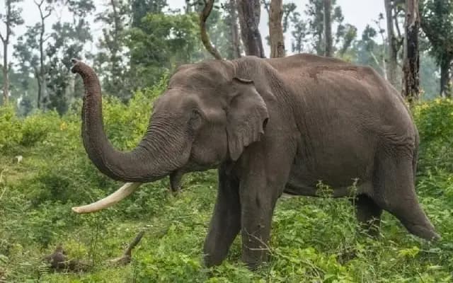 Three-Year-Old Elephant Electrocuted in Bandipur Tiger Reserve