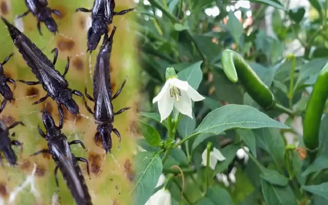 Black Thrips Infestation Threatens Red Chilli Crops in Bellary, Karnataka