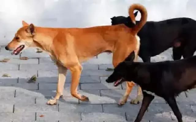 Octogenarian Mauled by Stray Dogs in Chennai, Dies from Injuries