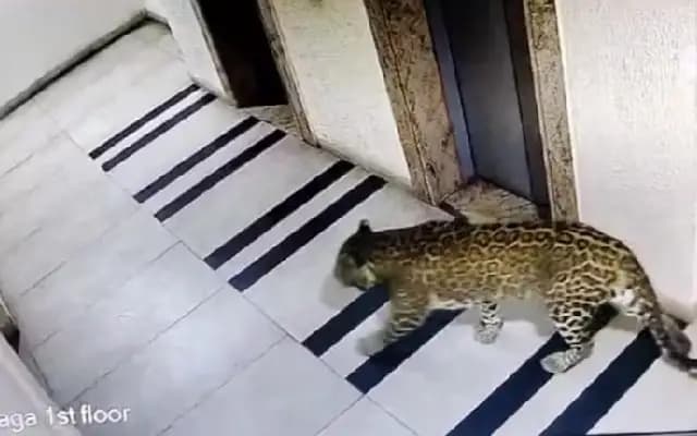 Leopard sighting near Bengaluru apartment triggers concern among residents