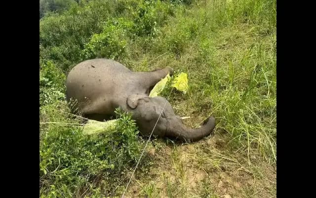 Elephant calf dies after electrocution in Bandipur Tiger Reserve